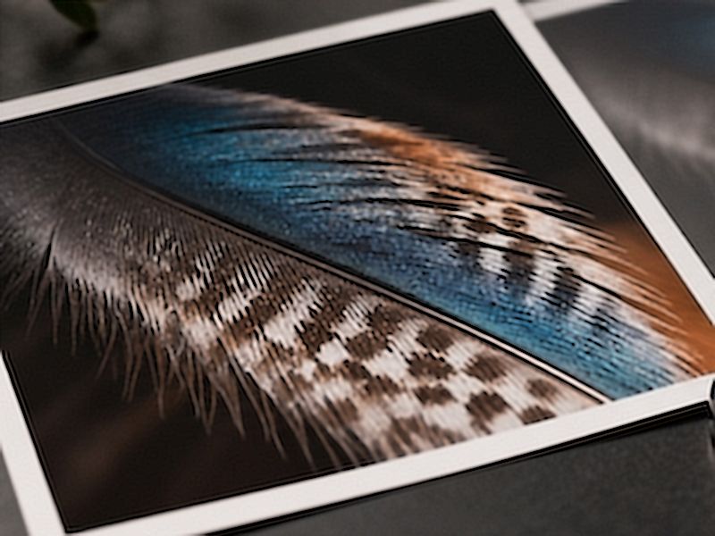 A feather print, sharpened: every barb crisp